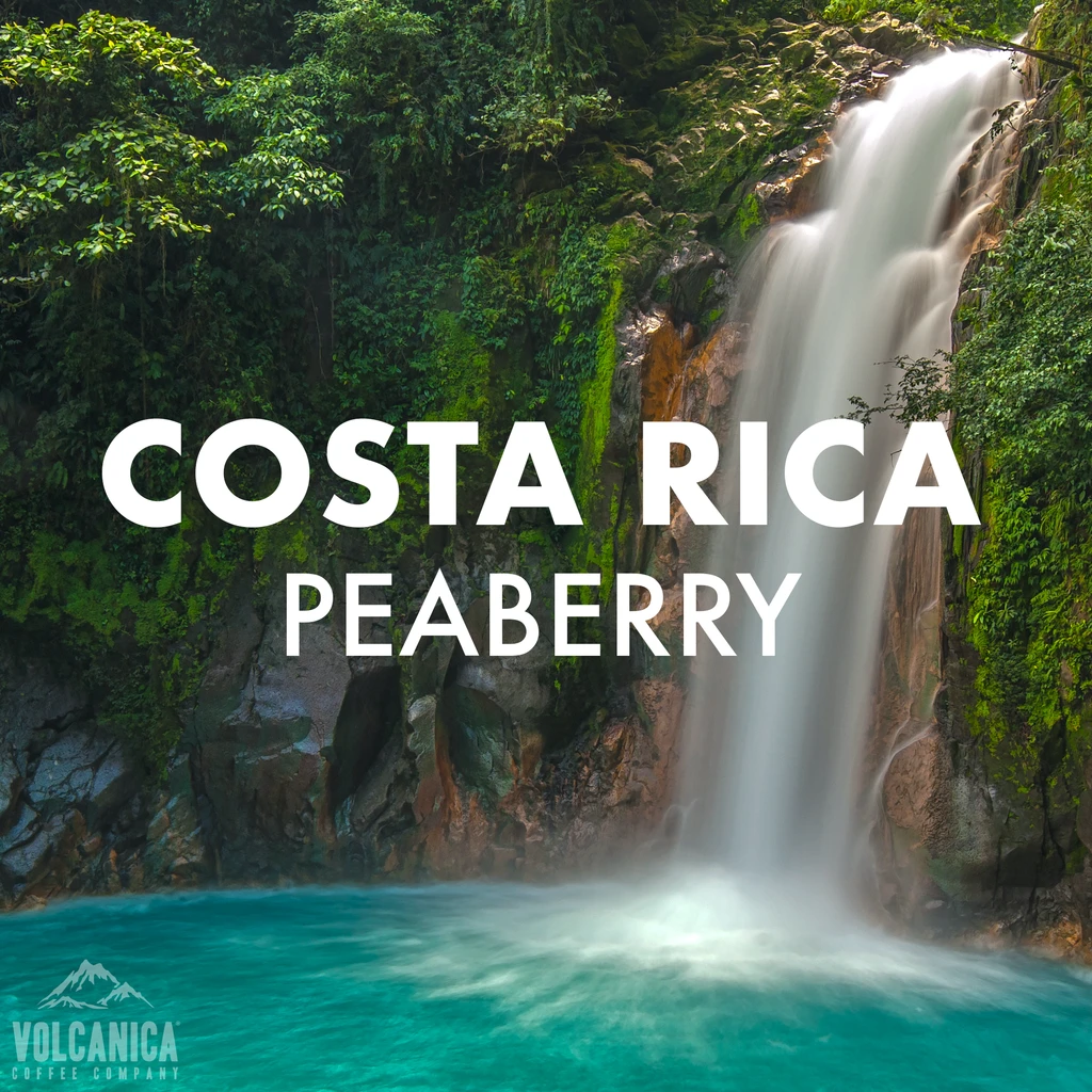 Costa Rica Peaberry