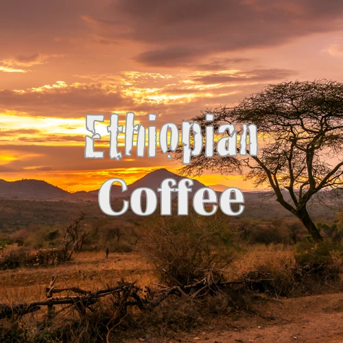 What Is Ethiopian Coffee