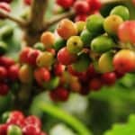 How To Take Care Of A Coffee Plant