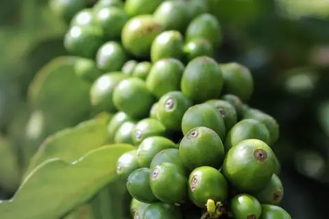Sourcing Green Coffee Beans